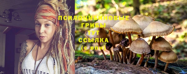 стаф Пересвет