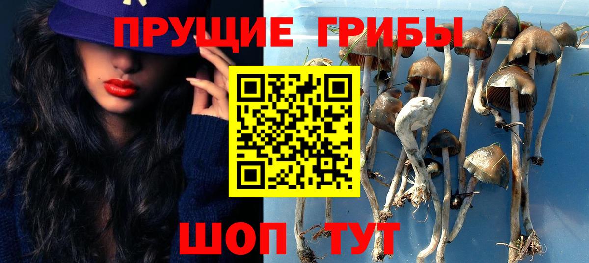 Псилоцибиновые грибы Cubensis Ртищево